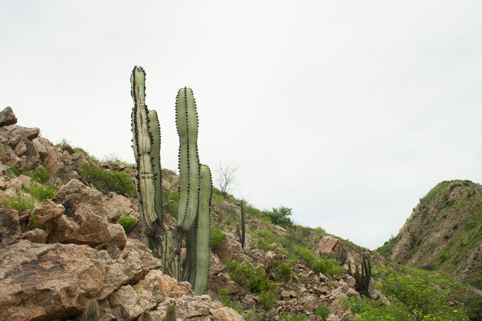 Cactus gigantón