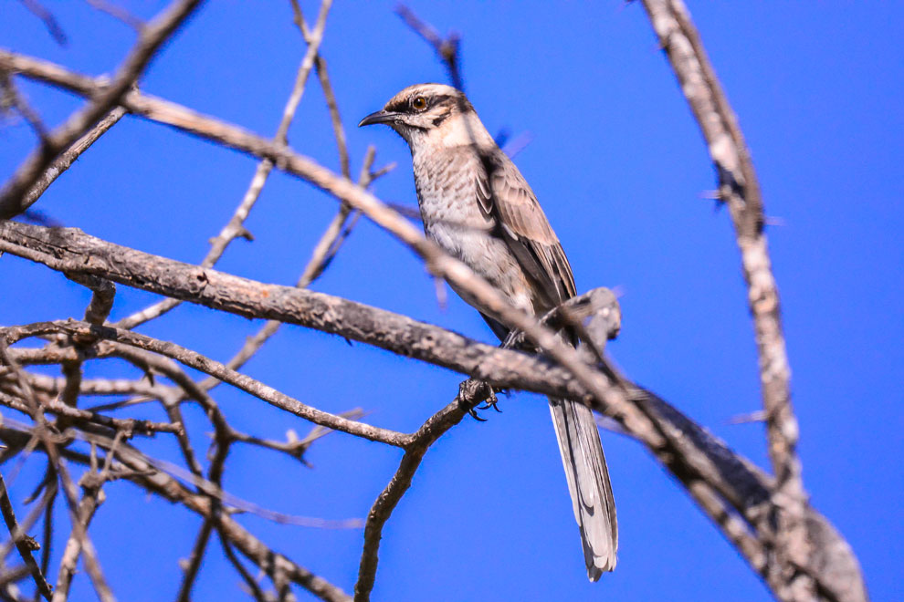 Chisco calandria de cola larga