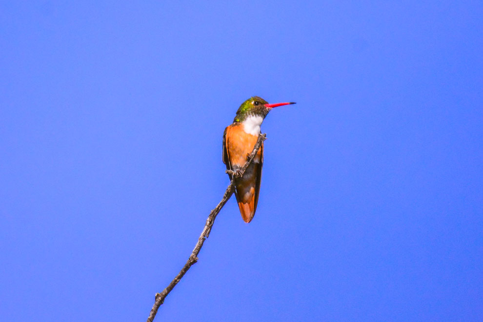 Colibrí de vientre rufo