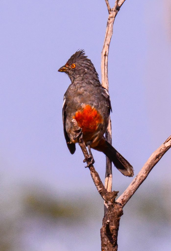 Cortarrama peruana