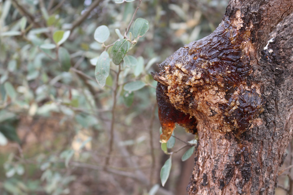 Exudado de sapote