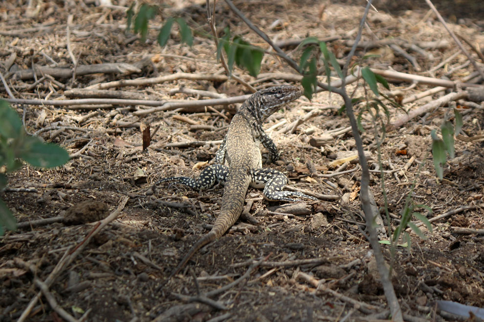 Iguana marrón