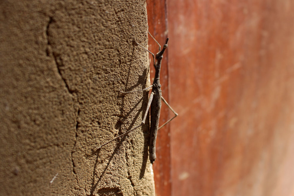 Insecto palo