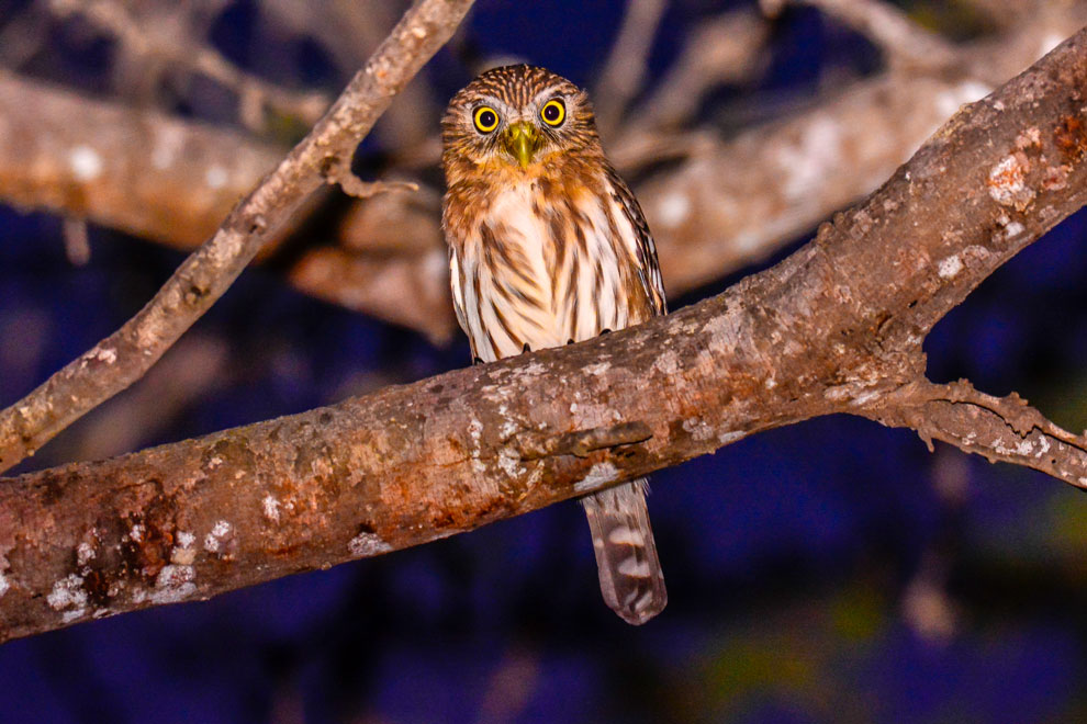 Lechucita peruana