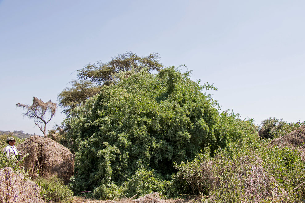 Palo negro o Canutillo