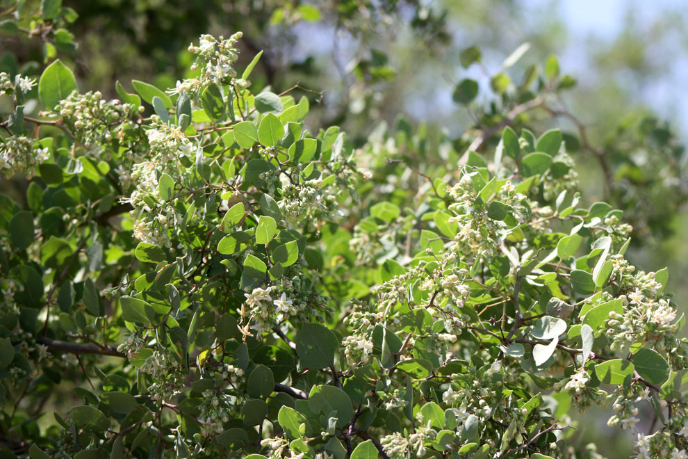 Palo Negro o canutillo