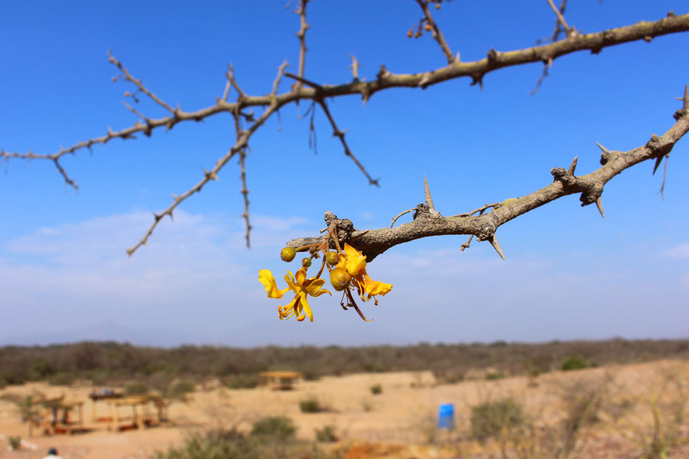Palo verde