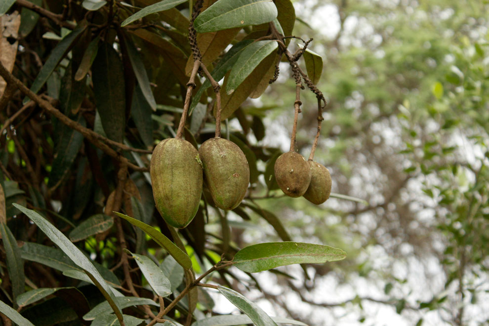 Sapote
