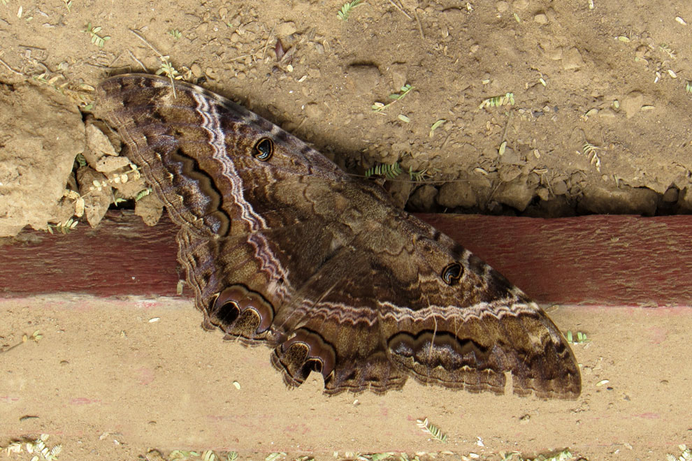 Mariposa de la muerte