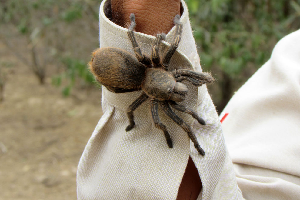 Tarántula